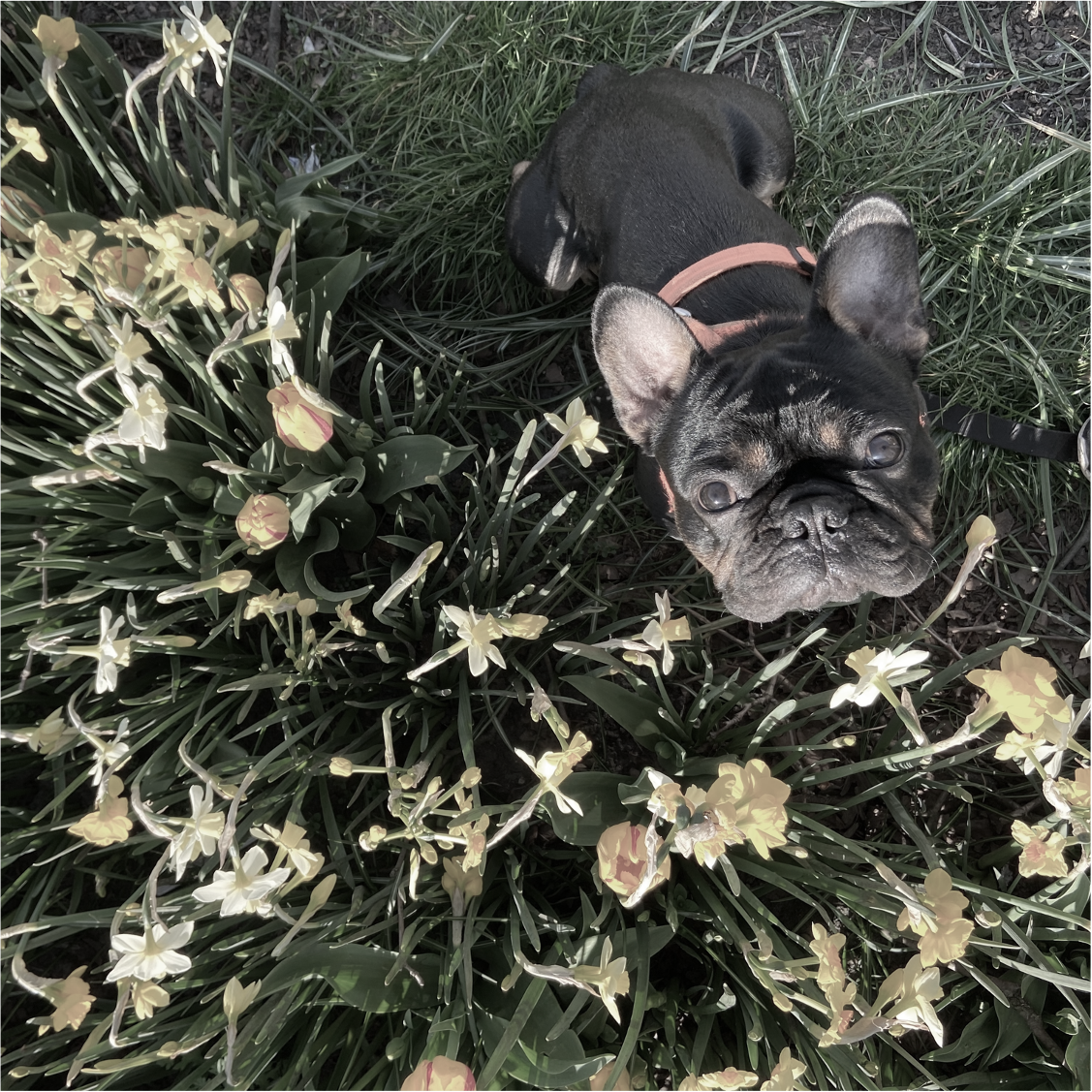 Ralph with flowers