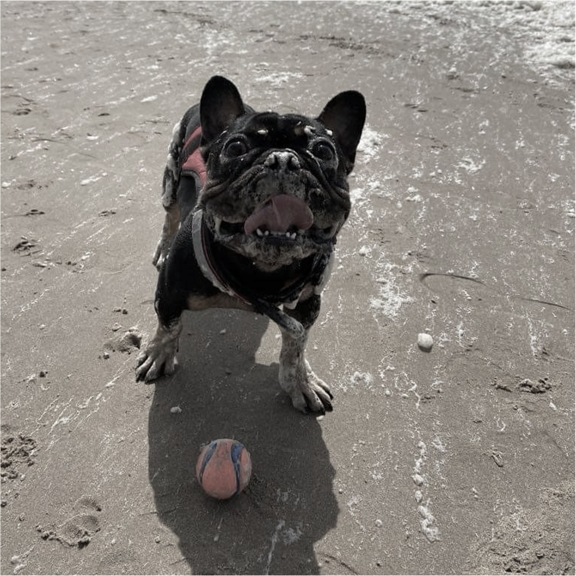 Ralph at the beach with a ball