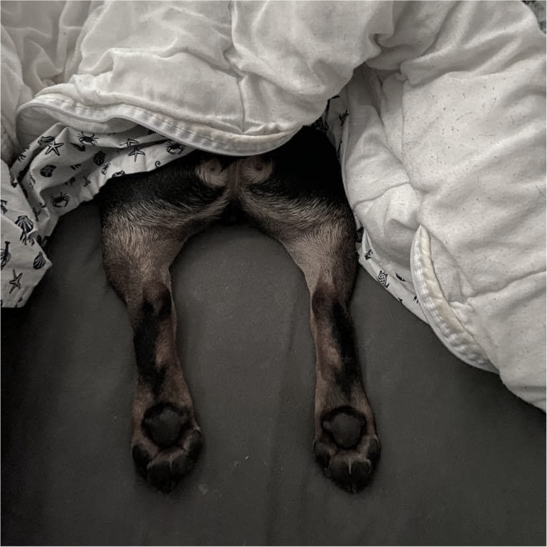 Doggy legs sticking out of bed sheets