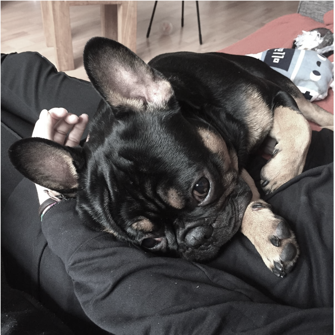 Ralph cuddling on someone's lap