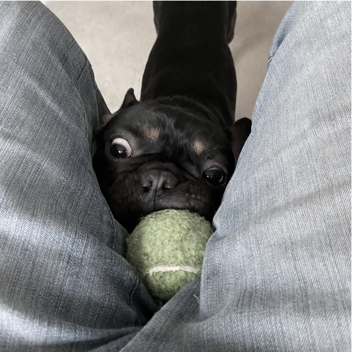 Ralph wants to play with the ball