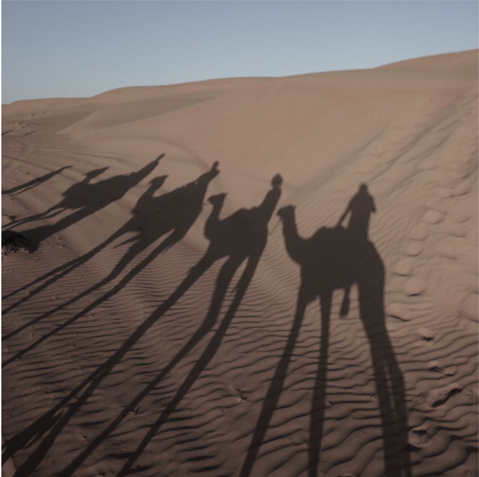 Shadows of camels in a desert