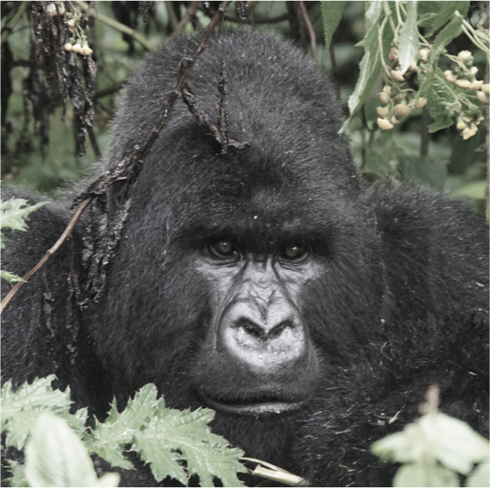 Close-up of a gorilla male