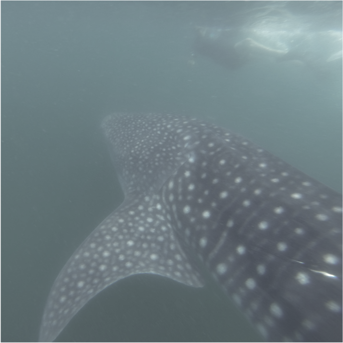 Close up of a whale shark from the side